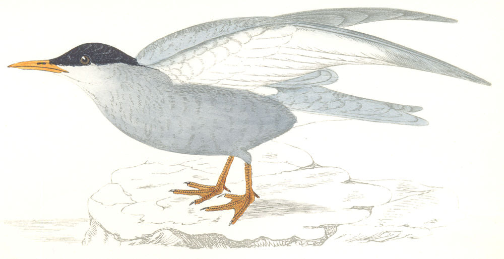 BIRDS. Whiskered Tern. Found in Europe. Africa. Asia (Morris) 1865 old print
